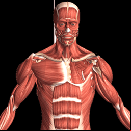 Visual Anatomy 2 v0 build 42